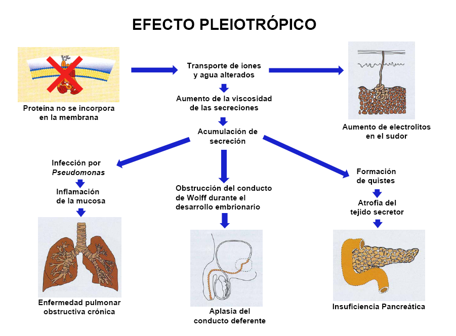 Pleiotropia es la cualidad que tiene la mayor parte de los genes de tener