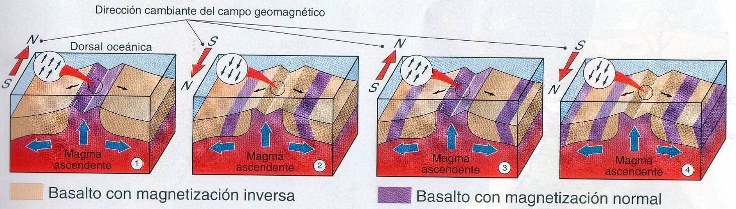B) Expansión del fondo oceánico Bandeado magnético