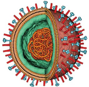 Fase 6, Pandemia 11 de junio de 2009, OMS Inf luenza Enfermedad respiratoria infecciosa causada por virus RNA de la familia de los ortomixoviridae.