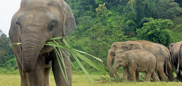 DÍA 7 VISITA A UN SANTUARIO DE ELEFANTES (D/A/C) Durante la contratación del viaje, los novios podrán escoger entre: A) Visitar el Elephant s Nature Park, donde cuidan a unos 40 elefantes además de