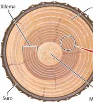 El centre del cilindre i l espai que queda entre els vasos conductors és la formada per parènquima medul lar.