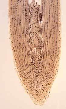9.3 Estructures bàsiques en els organismes pluricel lulars Com s ha indicat anteriorment, els organismes pluricel lulars són formats per cèl lules diferenciades que s organitzen per formar teixits,