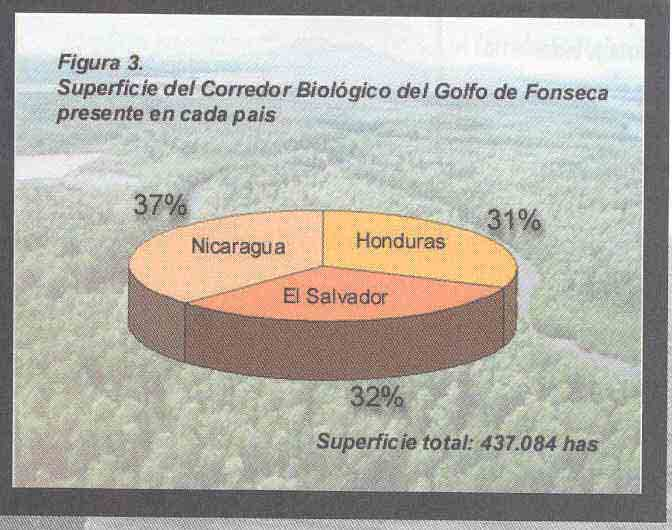 El Corredor Biológico del Golfo de Fonseca propuesto en el presente documento, tiene una superficie aproximada de 4,371 km 2 (437,084 hectáreas), lo que significa que corresponde aproximadamente al