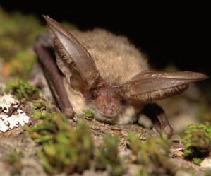 manual para la conservación de los murciélagos en extremadura 9 Según los últimos datos aportados por la UICN (Unión Internacional para la Conservación de la Naturaleza) la familia Cricetidae