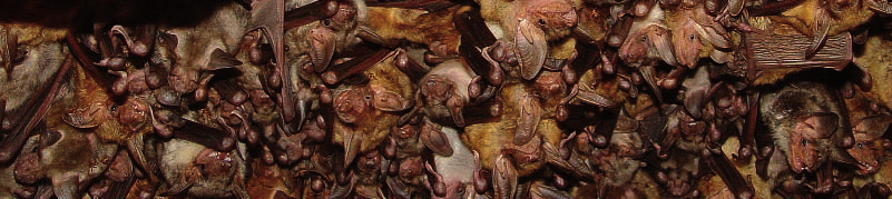 manual para la conservación de los murciélagos en extremadura 21 A su vez según el tipo de refugios que utilicen principalmente las diversas especies de murciélagos, posentes en esta región con el