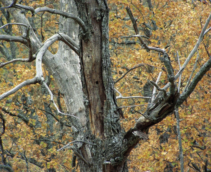 Los árboles muertos ofrecen grandes oportunidades de refugio ya sea a través de grietas,