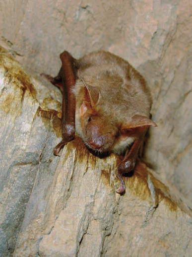 46 En Extremadura ambas especies muestran un comportamiento típicamente cavernícola, seleccionando todo tipo de cavidades subterráneas (naturales o artificiales).