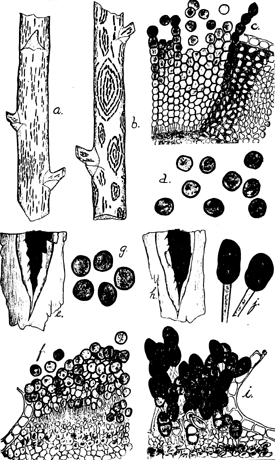Drawing of Puccinia asparagi spore types.