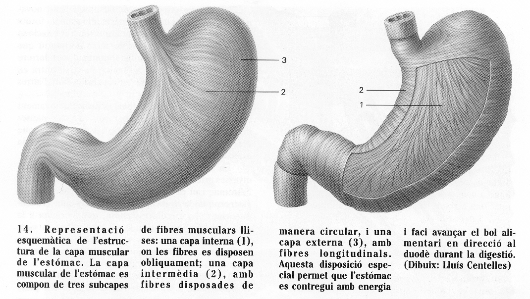 Estómago (3) Porciones anatómicas: Cardias (esfínter) Fondo Cuerpo Píloro (esfínter