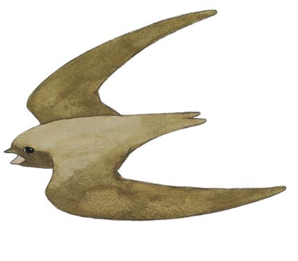 Vencejo unicolor (Apus unicolor) Familia Apodidae Identificación: Ave del tamaño de un mirlo, con alas estrechas y largas similares a las de un pequeño halcón.