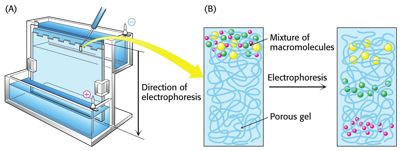 Electroforesis en gel de poliacrilamida: separa por tamaño y carga (No se utiliza como método de separación sino de identificación y cuantificación) velocidad de migración Coeficiente de