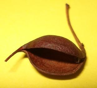 sedoso (Grevillea robusta