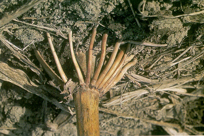 Tipos de raíces-2 Tallo Raíces adventicias Tallo Raíces