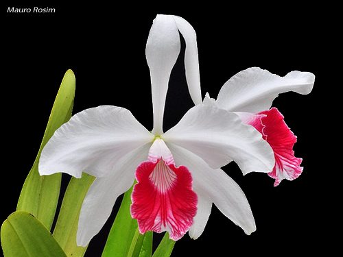 Intercambio gaseoso en las Orquideas En la familia de las orquídeas existen dos modelos de intercambio de gases CO 2 ( dióxido de carbono) y vapor de agua- en las hojas: El tradicional y de