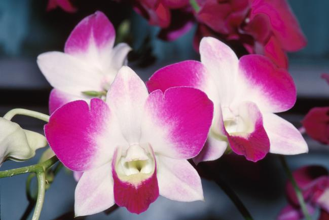 Plantar orquídeas es una tarea ardua pero no es imposible, ya que con un poco de paciencia y sobre todo entusiasmo podrás lograr cumplir el reto.