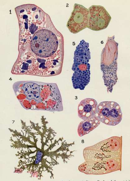 TIPOS CELULARES 1-.CELULA HEPATICA DE SALAMANDRA: Mitocondrias e inclusiones proteicas 2.- CELULA HEPATICA DE CONEJO: mitocondrias e Inclusiones proteicas 3.