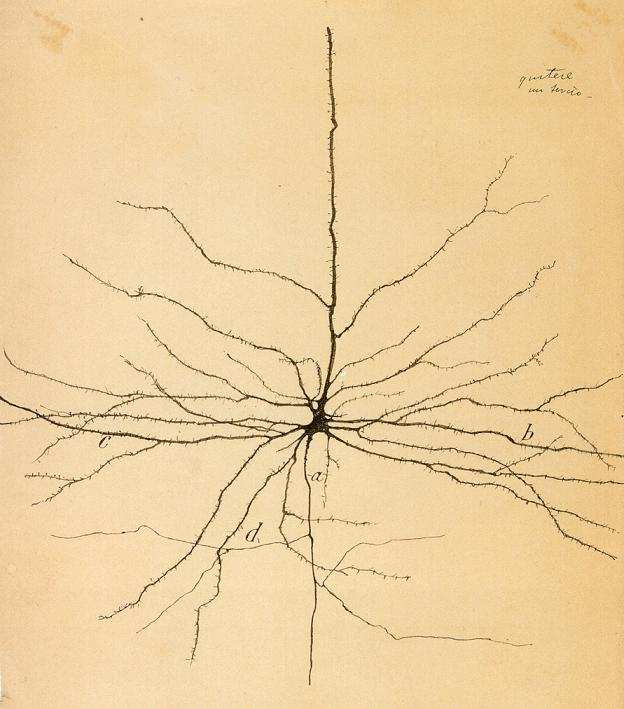 (1852-1934) Dibujo de una neurona