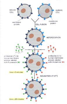 Algunas bases del modelo 1.- Los lípidos anfipáticos forman estructuras líquido cristalinas. 2.- Estudio de Frye y Edidin (1970): fusión células de origen humano y de ratón inducida (heterokarion).
