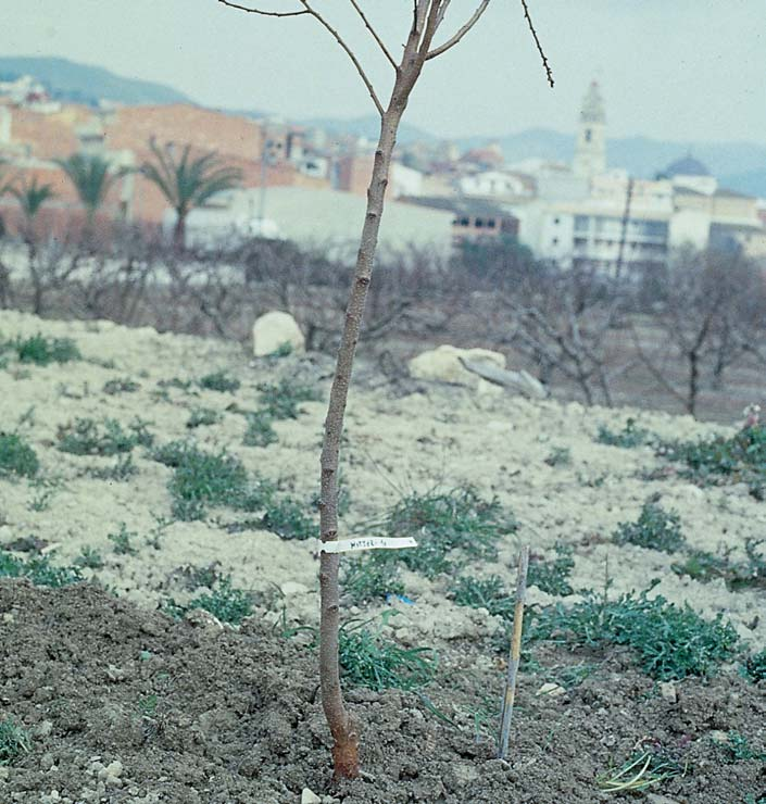 PODA DE REJUVENECIMIENTO La evolución vegetativa del árbol pasa por tres fases: juventud, madurez y senilidad. Esta última viene caracterizada por: -Endurecimiento general del árbol.