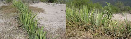 Arrime de tierra por ambos lados de la línea de plantas. Foto 16. Traslado del material vegetativo. 5. Plantación de las especies.