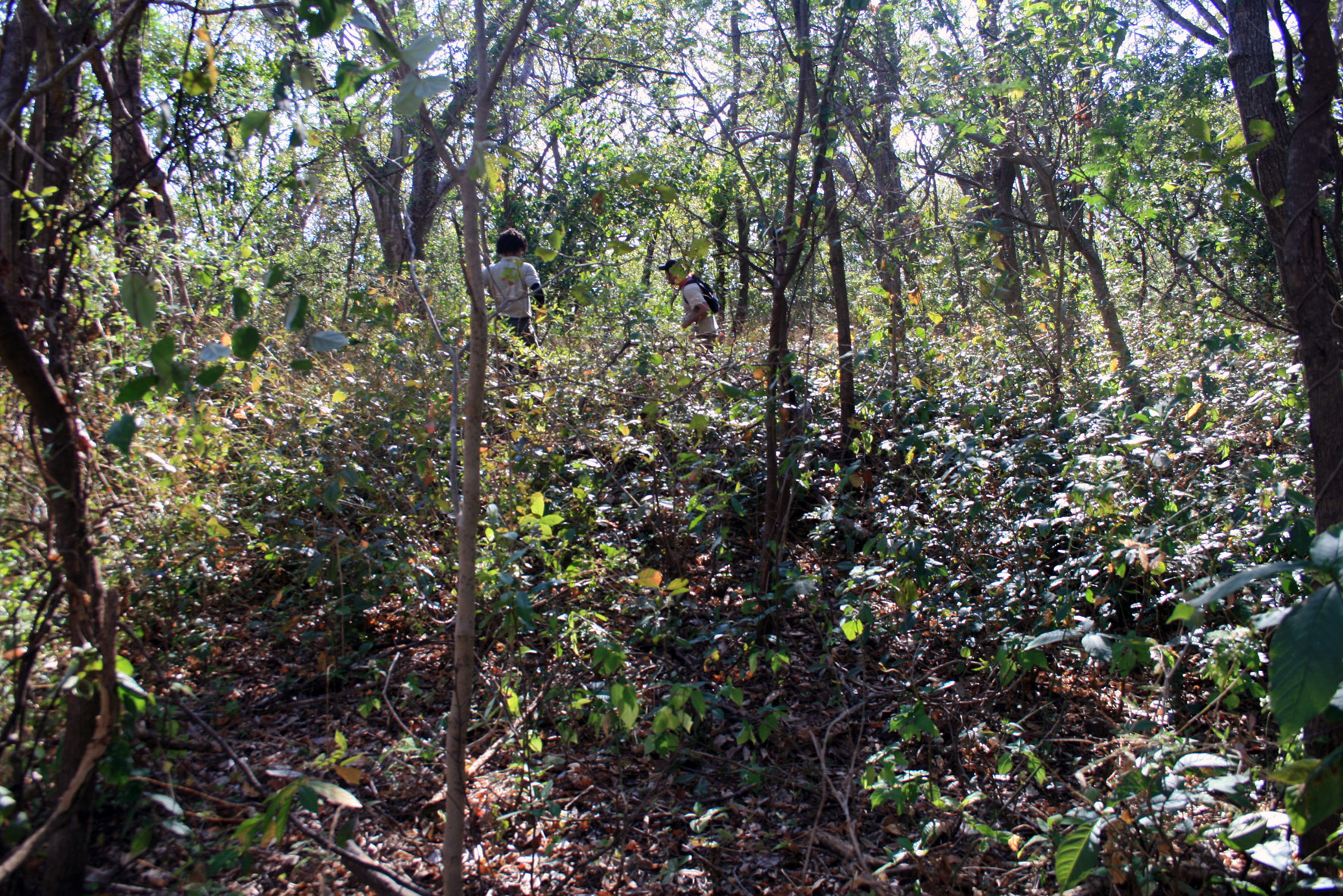 (Petiveria allicea) y hojas secas en superficie (Figura 9). En este lugar aparece registrado el sitio Cementerio (UCR-244).