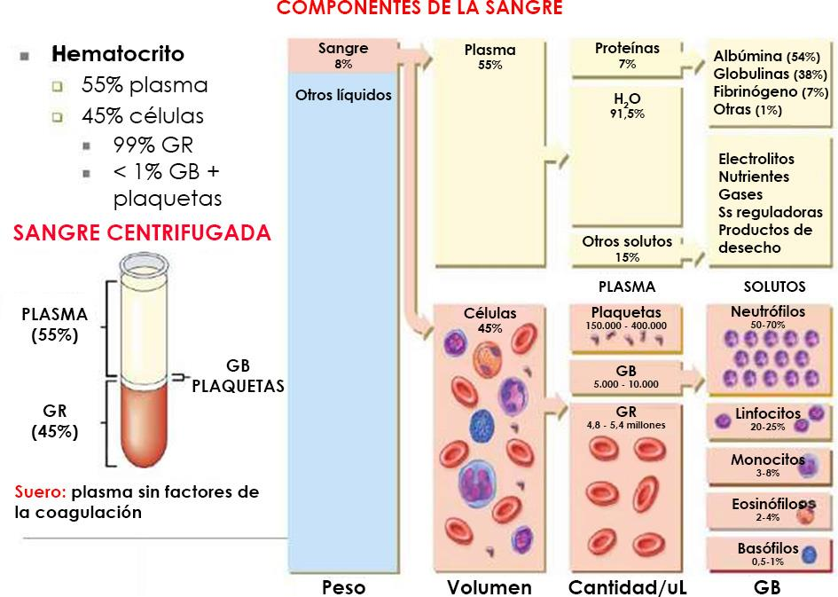 22.3.3. ELEMENTOS FORMES DE LA SANGRE Glóbulos rojos (hematíes, eritrocitos) Plaquetas (trombocitos) Glóbulos blancos (leucocitos) Recuento (por mm 3 ) Vida media Función 4,7 5,2 millones 120 días