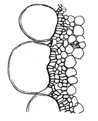 Familia Cactaceae (30-200/1000-2000); [37/300] Arbustos, árboles o hierbas (epífitas) generalmente suculentos; tallos frecuentemente cilíndricos, con costillas o aplanados, a veces