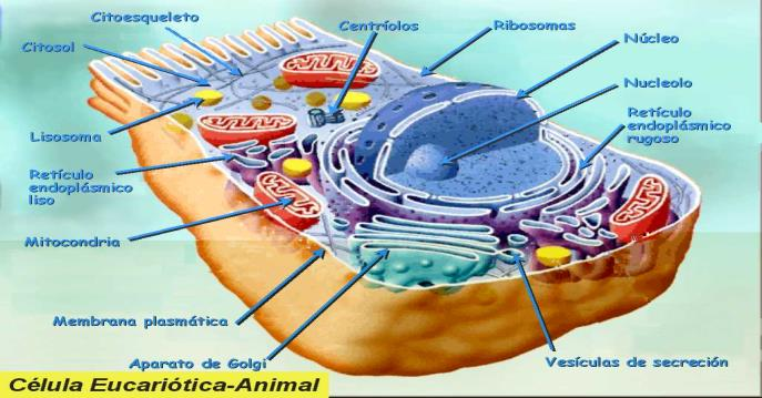 Estructura y función de la membrana plasmática Separa el medio interno de la célula del medio externo.