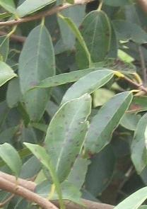 simples opuestas elípticas lanceoladas levemente discoloras Psidium cattleianum Arbusto de 2-4 metros. Tronco liso descamante. Perenne.