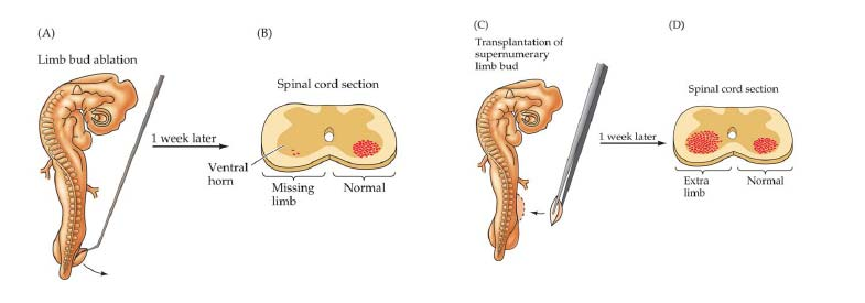 Ajuste de las poblaciones neuronales La eliminación de un miembro en el embrión producía la reducción del número de motoneuronas en la parte correspondiente de la médula espinal Añadiendo