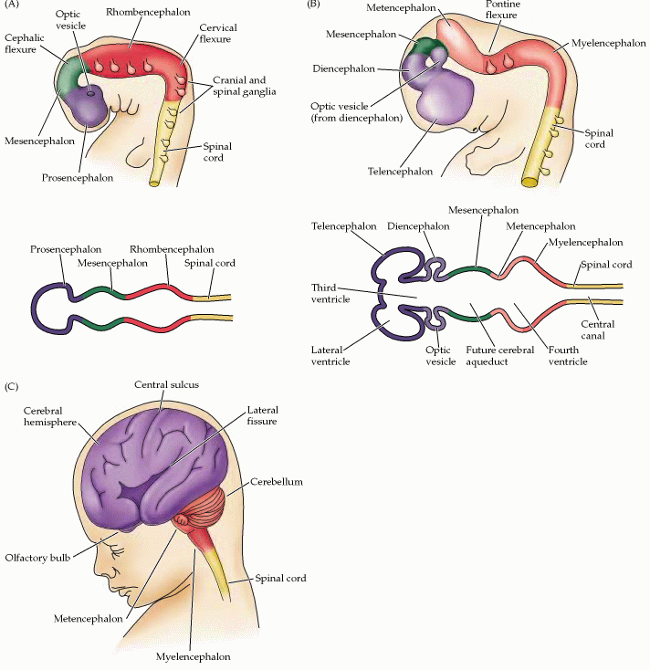 Formación de las principales divisiones del encéfalo La expresión diferencial de genes Hox, así como otros factores de transcripción y moléculas señalizadoras,