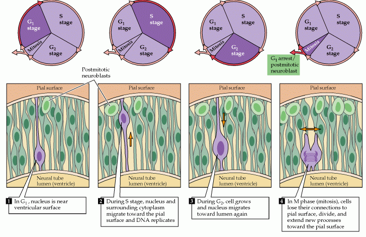 Diferenciación de neuronas y células gliales División de las células precursoras Prácticamente todas las neuronas del encéfalo adulto se forman durante el