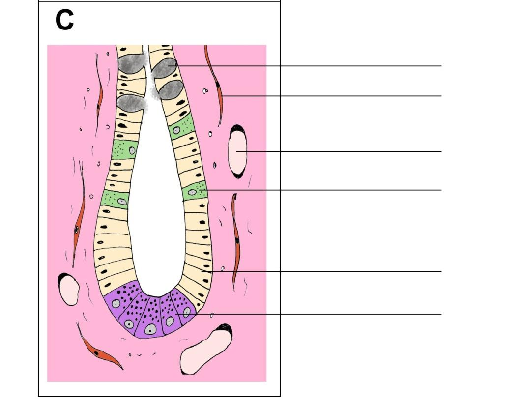 Figura 5 Intestino delgado. A. Mucosa. B. Vellosidad. C. Cripta de Lieberkühn. Actividad 10 Observe preparados de intestino delgado y reconozca los componentes de la pared a nivel del duodeno.