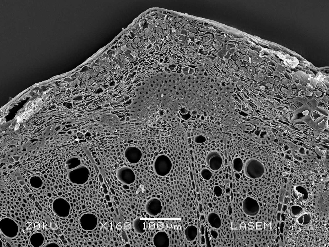 Fibras del floema Fibra en corte longitudinal Microfotografía tomada con ME.. Tallo de Dicotiledónea de Tamarix sp.