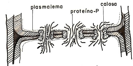 Son células vivas con paredes primarias que al llegar a la madurez pierden su núcleo y su metabolismo depende de la célula parenquimática acompañante (que se originó a partir de la misma célula