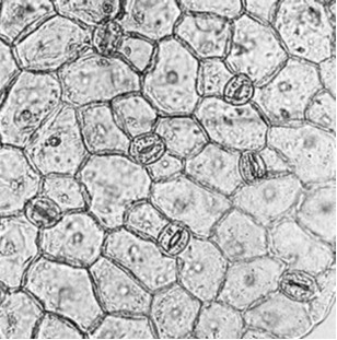 Células Oclusivas Ostíolo Células compañantes Células Epidérmicas Típicas Epidermis de Dicotiledónea en vista superf icial:.