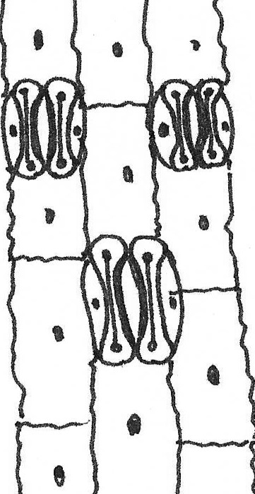 fotografía tomada en MOC, mostrando células epidérmicas típicas, células oclusivas, células acompañantes y ostíolo;.  c.