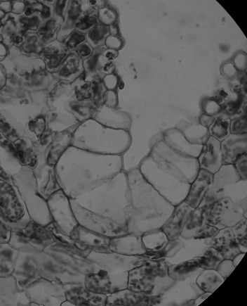 Células Epidérmicas Típicas Estoma Células ulif ormes Microfotografía en Corte transversal de hoja de Gramínea Monocotiledónea
