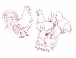 11 CONTACTO DIRECTO CONTACTO INDIRECTO Aves domésticas infectadas (pollos, patos, etc)