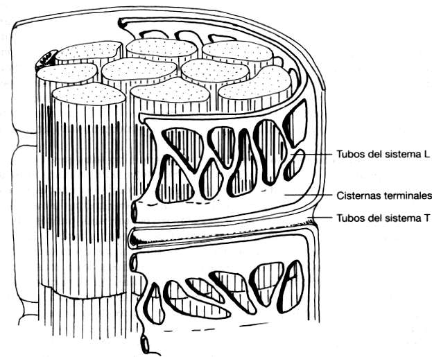 Página 8 de 14 surco excavado en la superficie de la célula muscular, denominado hendidura sináptica primaria.