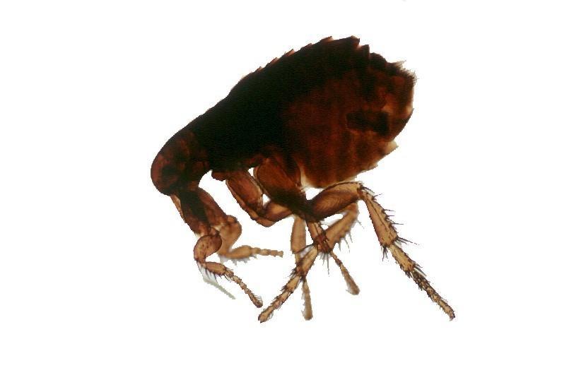 Aquí vemos el aspecto de una pulga y notamos detalles de las patas.