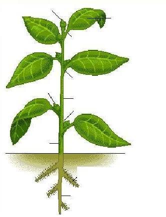 CORMOFITOS Las plantas superiores, helechos (Pteridofitos) y plantas con semillas (Espermatofitos) presentan un plan estructural común: raíz, tallo y hojas, que en conjunto reciben el nombre de cormo.