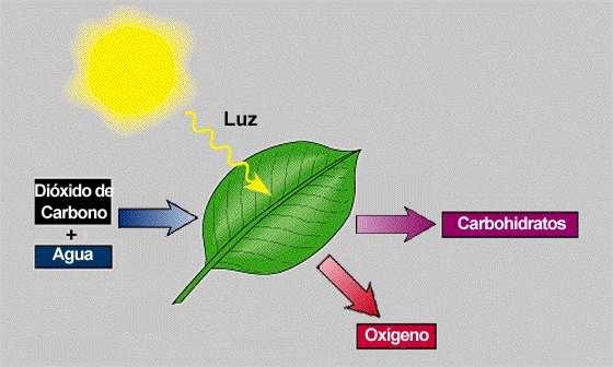 Intensidad de Luz La luz que impulsa la fotosíntesis de las plantas es Radiación Fotosintéticamente Activa o luz PAR.