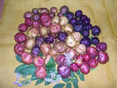 Para las variedades "Bonita Ojo de Perdiz" y Colorada de Baga la fecha de plantación va de Octubre a Enero.