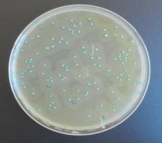 Biofilms Sobrevive en condiciones salinas elevadas (20%) y baja Aw (0,91) 5 genoserogrupos