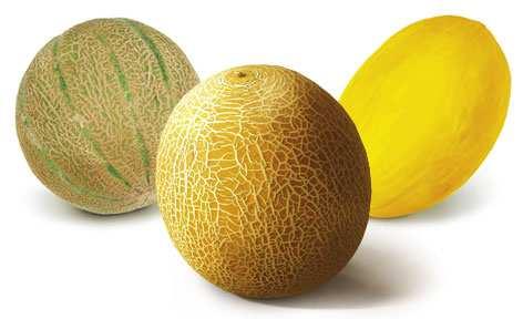 Informe del uso de bolsas DeccoPac* para el transporte de ultramar de melones Galia y Amarillo 08/07/2014 Mayor vida comercial en melones España es un importante productor de melones de distintas