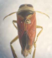 Fig. 1: Familia Belostomatidae: Pedinocoris macronyx Mayr. Fig. 2 Familia: Gerridae Aquarius sp. Fig. 3: Familia Nepidae: Curicta volxemi Muont Fig.