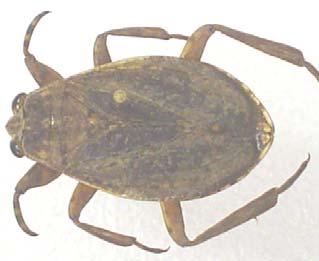 Se observa que las familias con mayor numero de especies en Querétaro son: Veliidae (9), Notonectidae (5), mientras que en el nivel de
