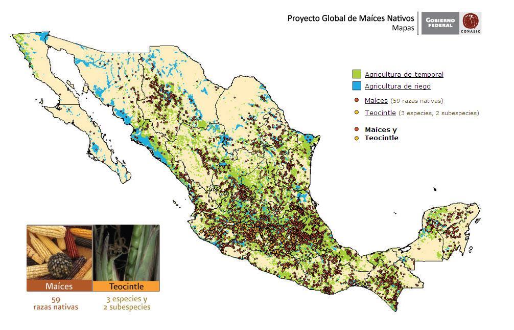 Figura 9. Distribución de maíces nativos en México. Comisión Nacional para el Conocimiento y Uso de la Biodiversidad (s/a). Tabla 8. Distribución estatal de teocintles en México.