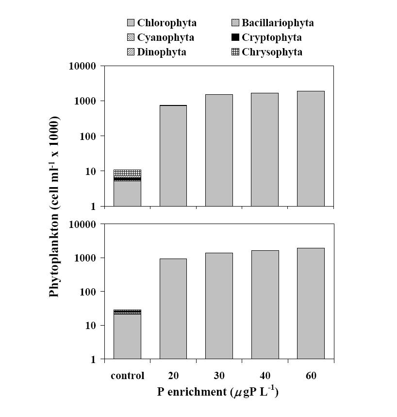 Figure 1. Taxonomic phytoplankton abundance in unenriched (control) and P-enriched enclosures under UVR and +UVR after 30 days of incubation.